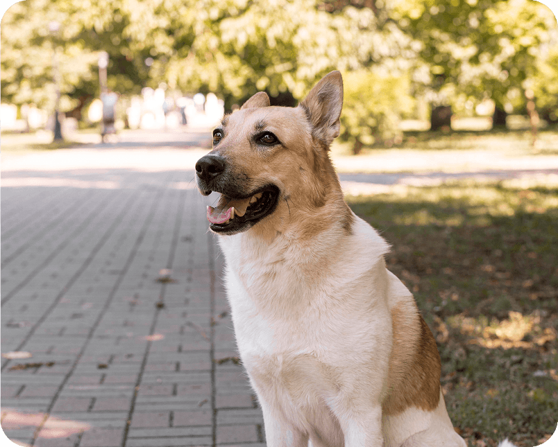 Volunteer with rescued dog