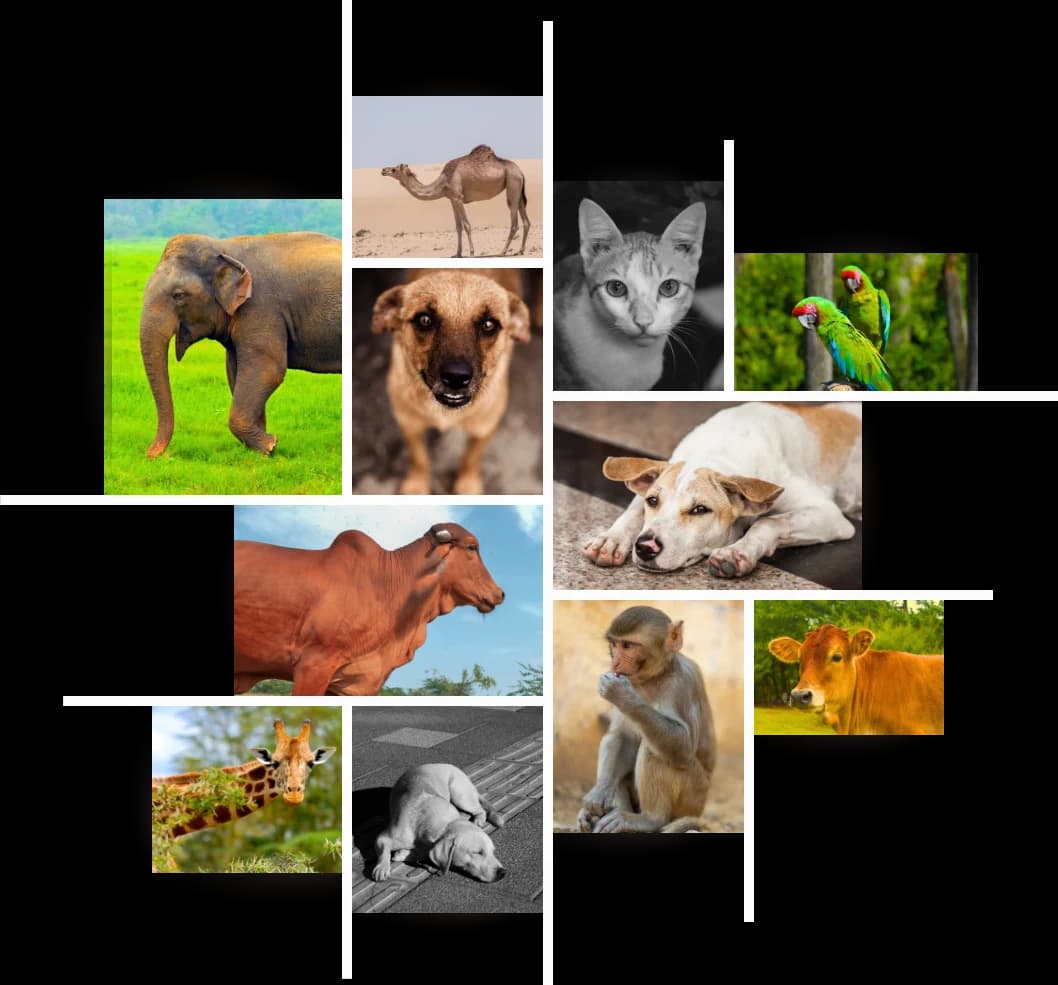 Every contribution helps an animal survive, heal, and find safety.