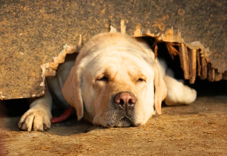 A dog and kitten together in the sunlight