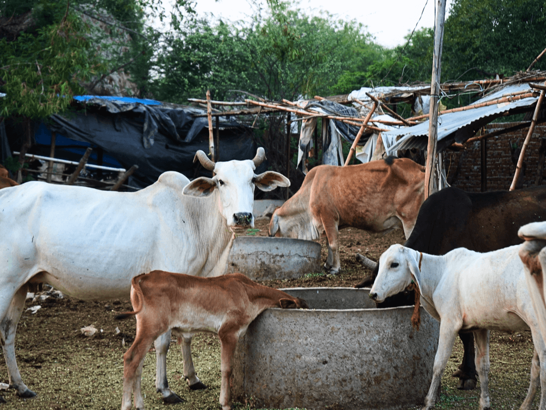 More Than 300 Injured, Sick And Abandoned Cows Depend On This Shelter Every Single Day