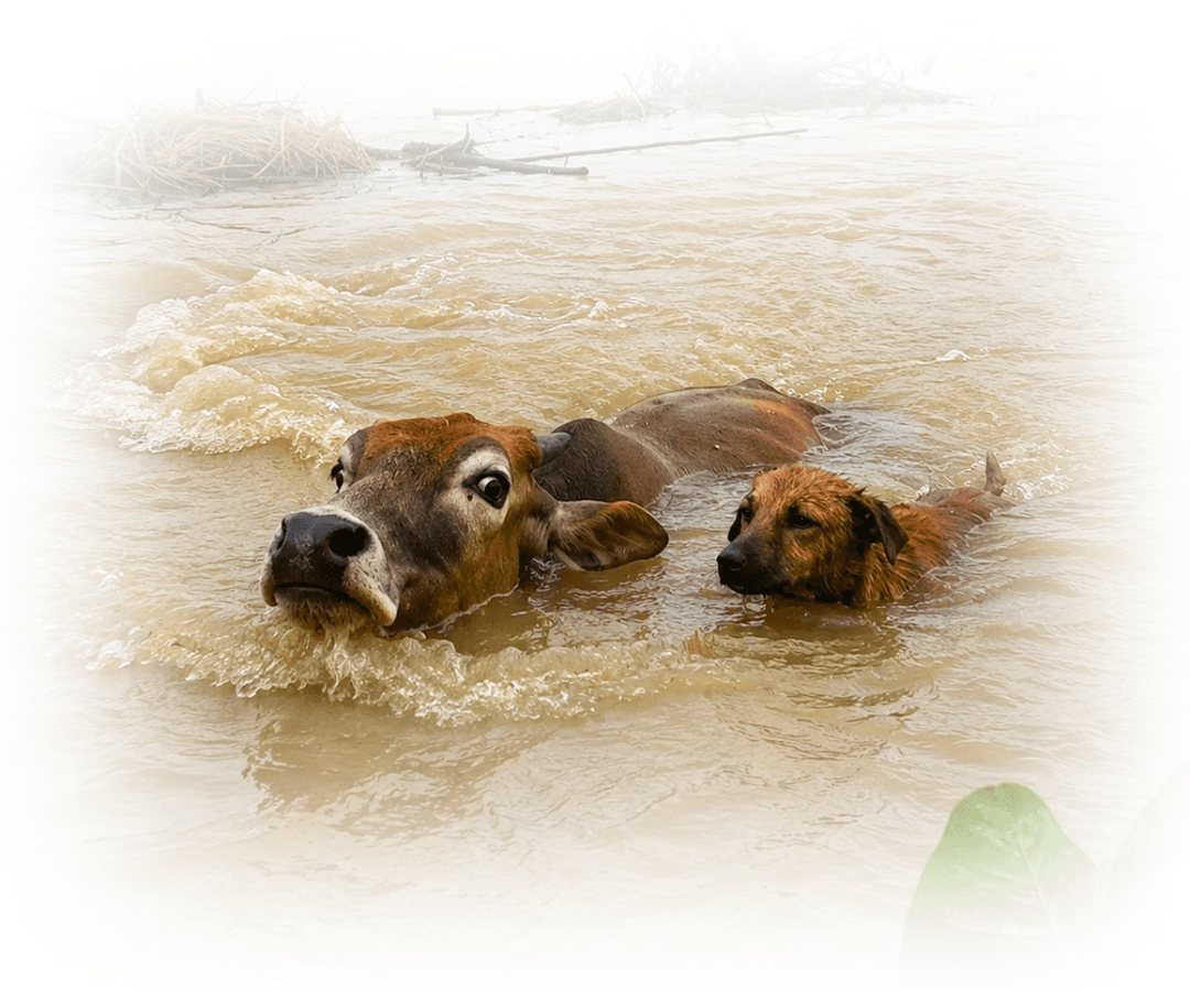 Countless Flood Affected Animals In Assam Are Still Waiting For Someone To Save Them