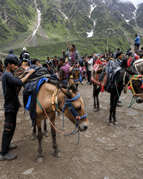 Horses Are Suffering On The Kedarnath Route—Help Rescue Them Before It Is Too Late