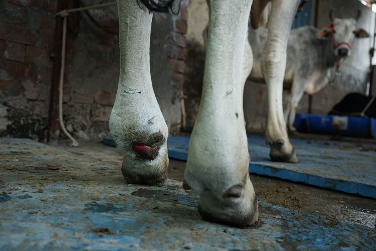 Hundreds Of Rescued Animals Depend On Daily Care, Food And Medical Treatment To Survive