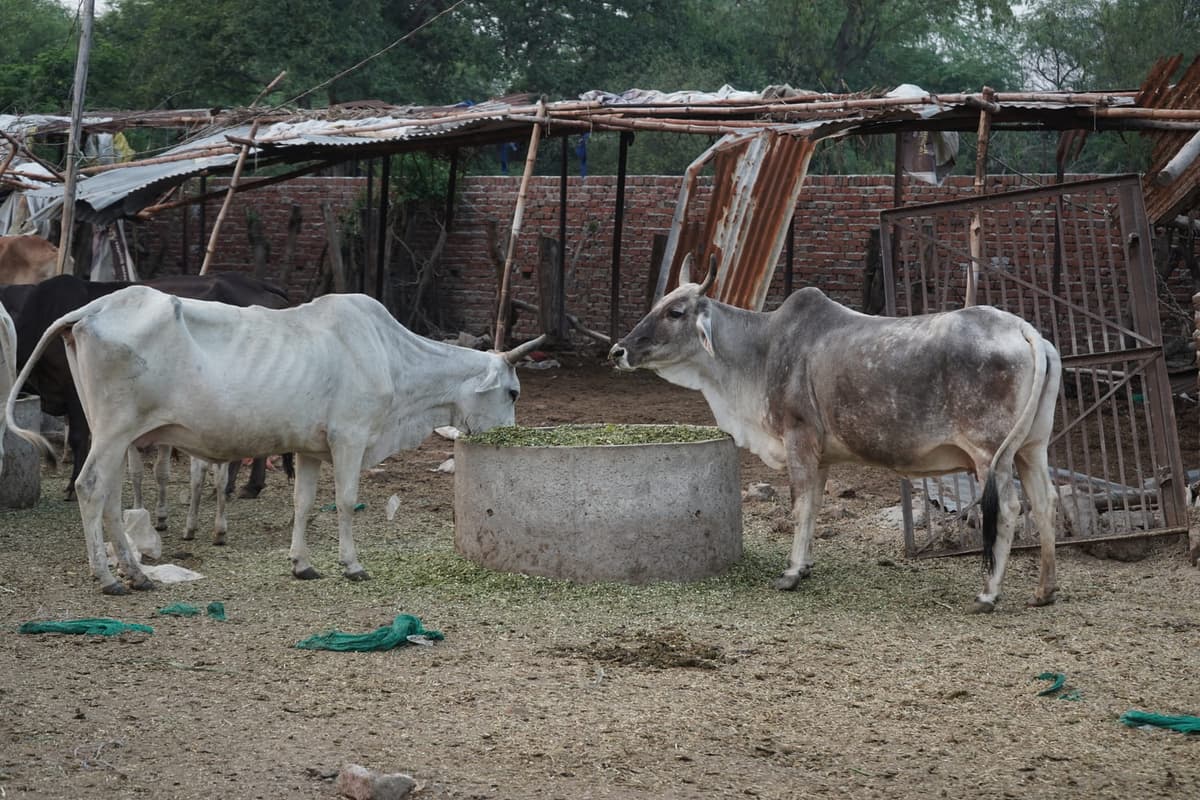 More Than 300 Injured, Sick And Abandoned Cows Depend On This Shelter Every Single Day